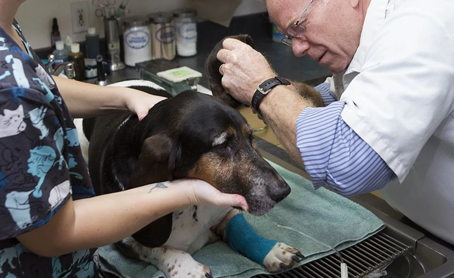 Dog receiving emergency care treatment at Goldorado Animal Hospital